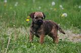 BORDER TERRIER 179